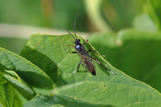 Ichneumonidae da identificare
